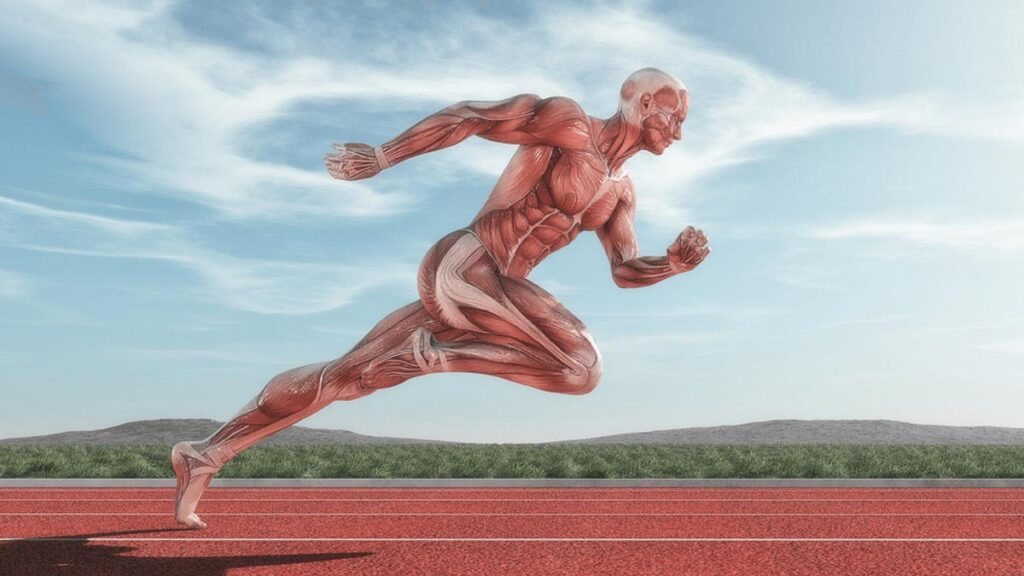 انقباض عضلات در اثر ورزش
