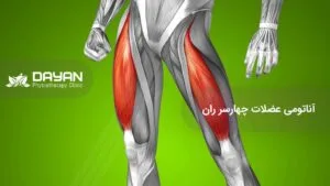 عضلات چهارسر ران