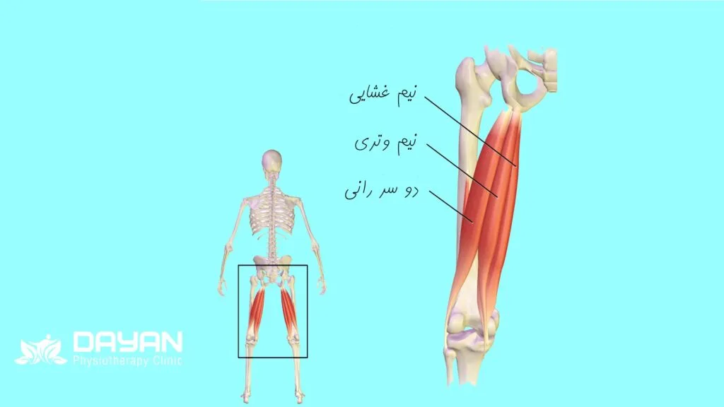 اناتومی همسترینگ