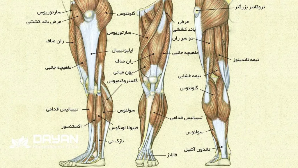 اناتومی جامع پا