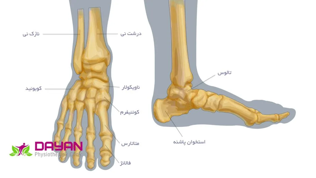 اناتومی کامل پا